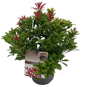 Pieris jap. 'Mountain Fire' sense