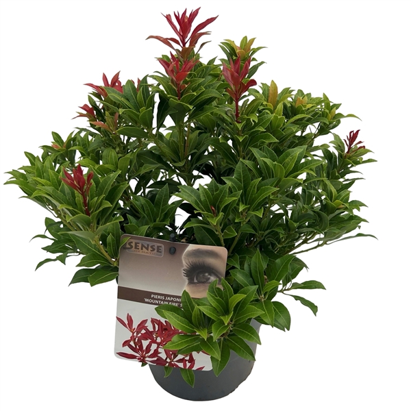 <h4>Pieris jap. 'Mountain Fire' sense</h4>