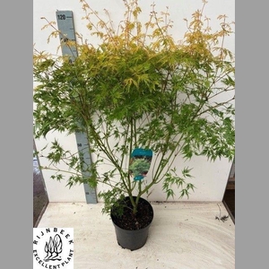 ACER PA SEIRYU