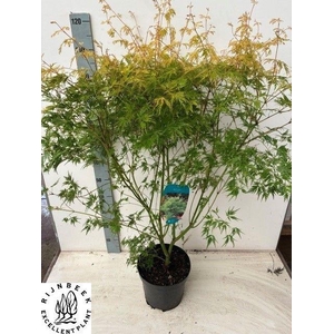 Acer Pa Seiryu