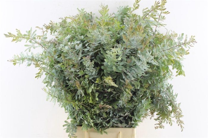 <h4>Acacia Gr Baileyana</h4>