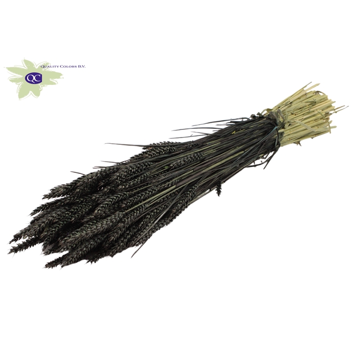 <h4>Triticum per bunch Black</h4>