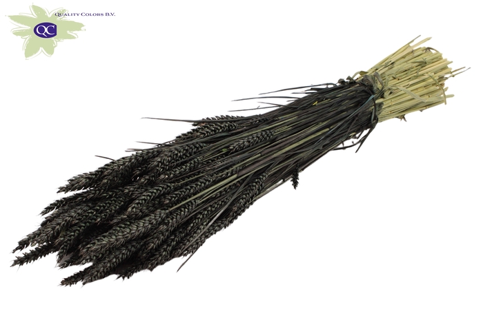 Triticum per bunch Black