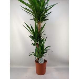 Yucca   ...