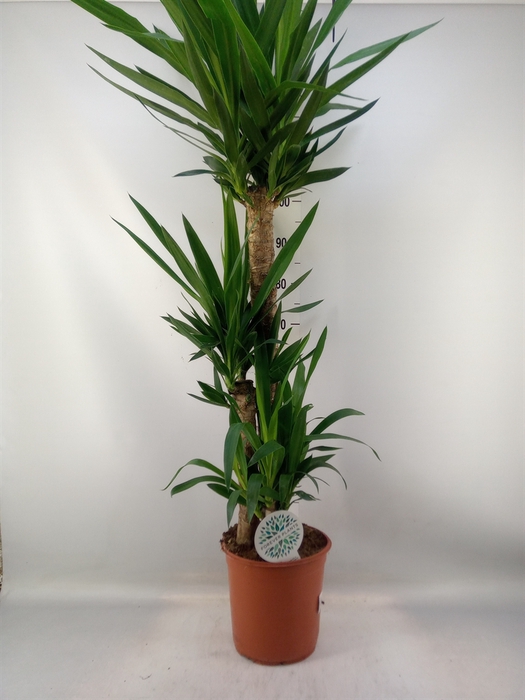 <h4>Yucca   ...</h4>
