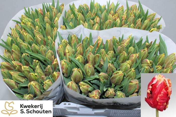 <h4>TU PA DEE JAY PARROT</h4>