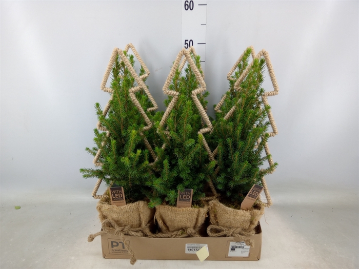 <h4>Picea glauca 'Conica'</h4>