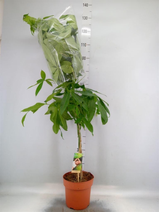 <h4>Pachira aquatica</h4>