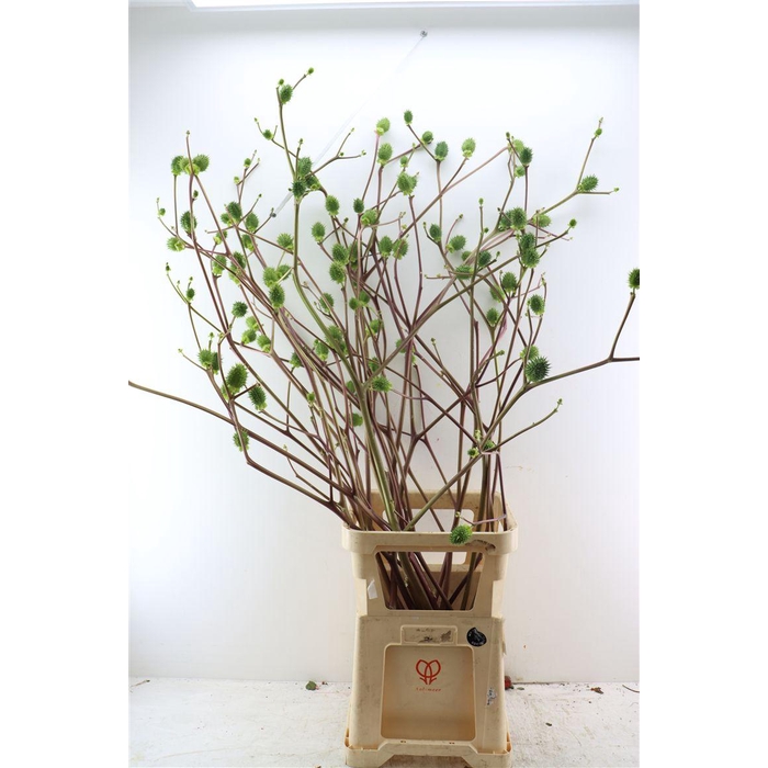 <h4>Datura Xxl</h4>