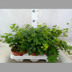 Hedera helix 'Pittsburgh'
