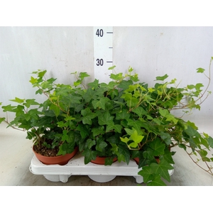 Hedera helix 'Pittsburgh'