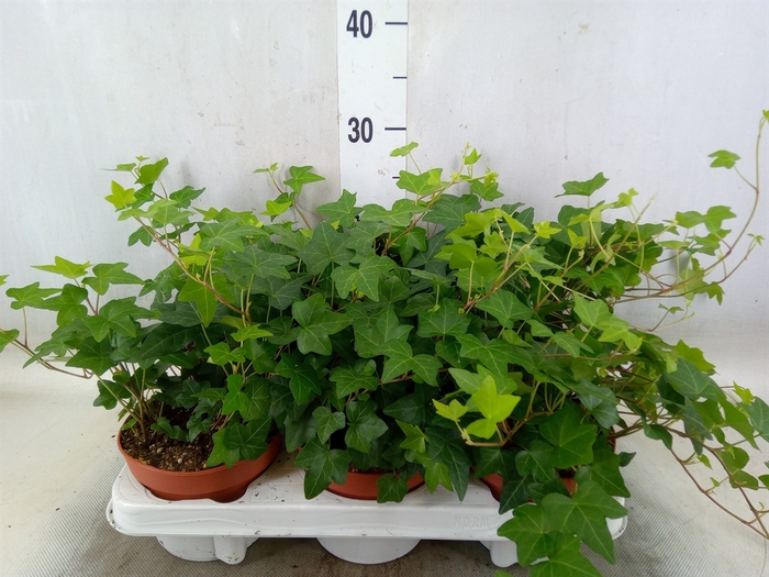 <h4>Hedera helix 'Pittsburgh'</h4>