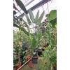 Strelitzia nicolai