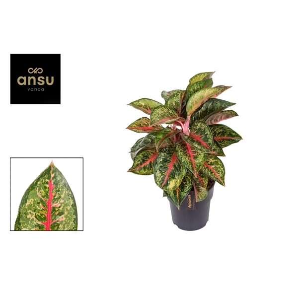 <h4>Aglaonema Paradise Red</h4>