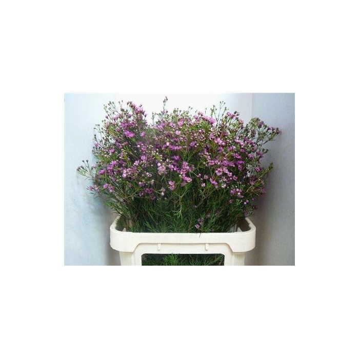 <h4>Chame Un Jupiter</h4>