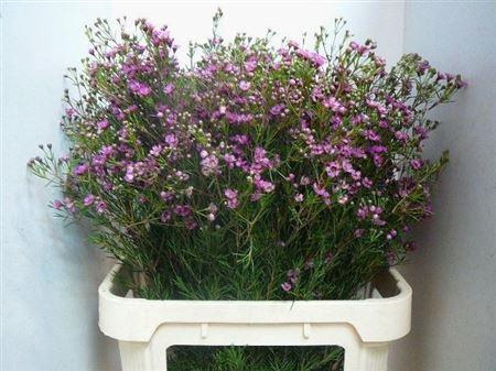 <h4>Chame Un Jupiter</h4>