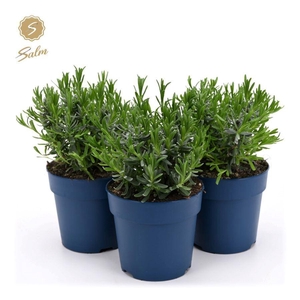 Lavandula ang. 'Felice'® Collection P12