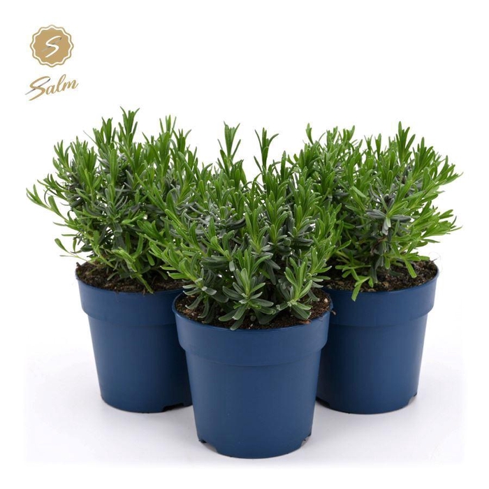 <h4>Lavandula ang. 'Felice'® Collection P12</h4>