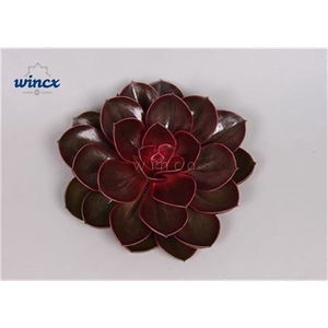 Echeveria Red Ruby Cutflower