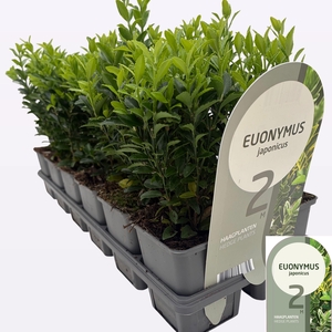 EUONYMUS JA GR SPIRE