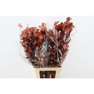 DF Lunaria Bs Brown