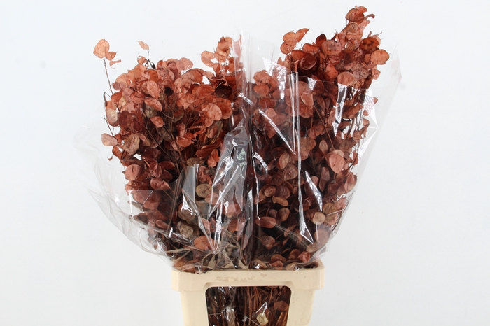 <h4>DF Lunaria Bs Brown</h4>