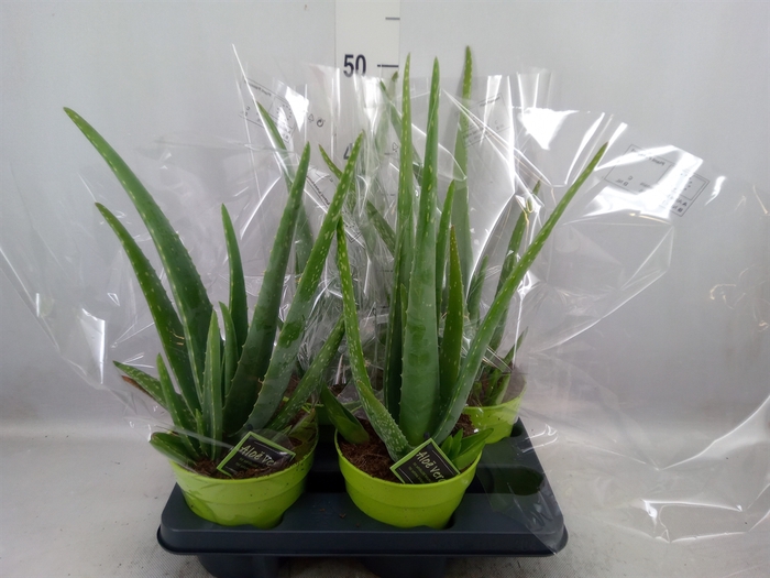 <h4>Aloe vera</h4>