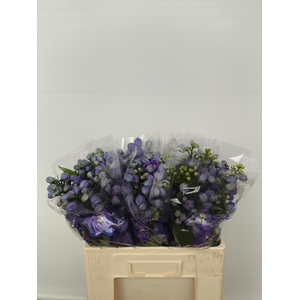 DELPH DU GUARD BLUE