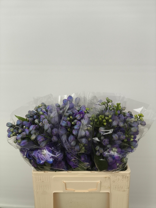 <h4>DELPH DU GUARD BLUE</h4>