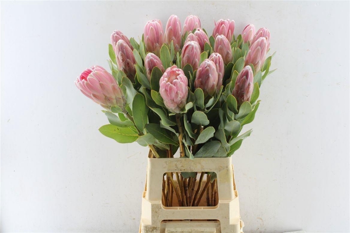 <h4>PROTEA OV PER STUK</h4>