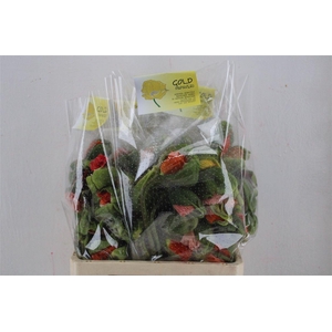 Papaver Mixed Sup Sup P Stem