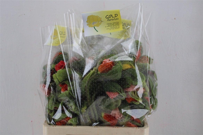 <h4>Papaver Mixed Sup Sup P Stem</h4>