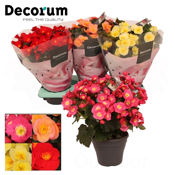 Begonia BELOVE 19cm mix Decorum