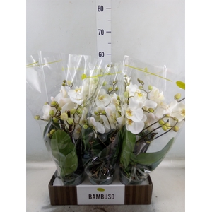 Phalaenopsis   ...white