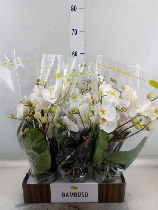 <h4>Phalaenopsis   ...white</h4>