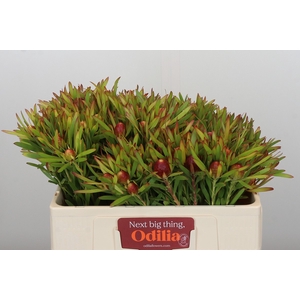 Leucadendron Ayoba Cherry Pearl