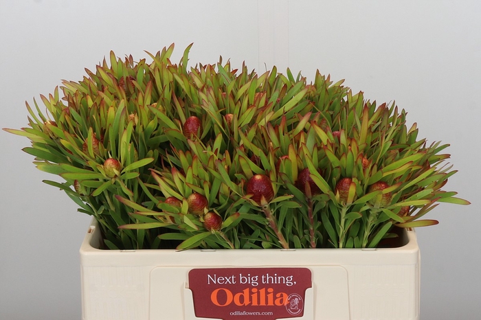 Leucadendron Ayoba Cherry Pearl