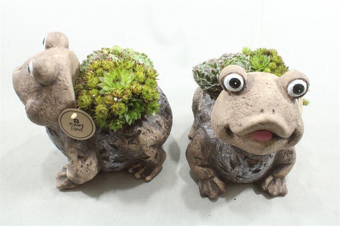 <h4>4690 KIKKER SEMP</h4>