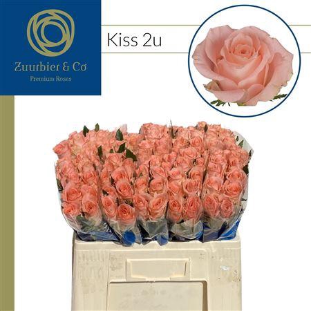 <h4>R Gr Kiss 2u</h4>