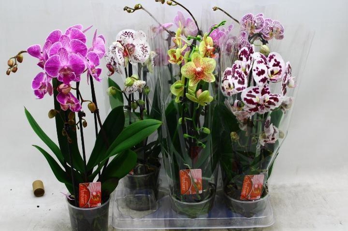 <h4>PHAL EL CASCADE</h4>