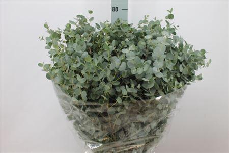 <h4>Euca Gunni Lang Extra 300gr</h4>