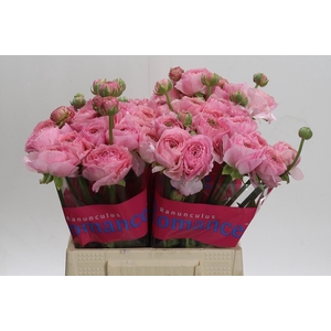 Ranunculus Romance Maritime