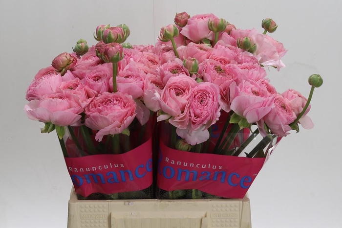 <h4>Ranunculus Romance Maritime</h4>