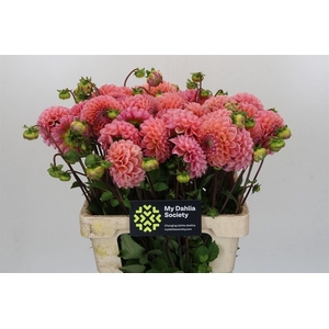 Dahlia Lindas Baby