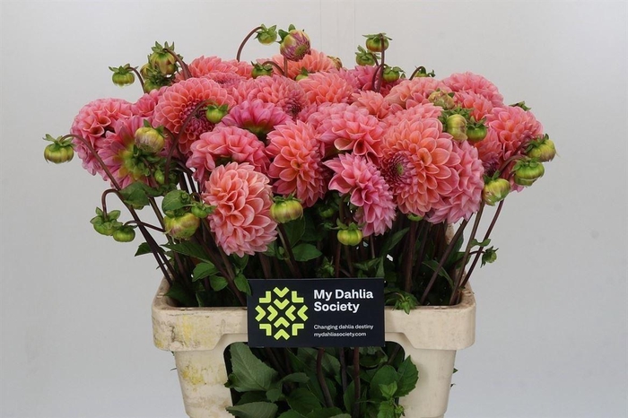 <h4>Dahlia Lindas Baby</h4>