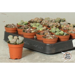 LITHOPS