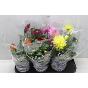 DAHLIA XXL P15