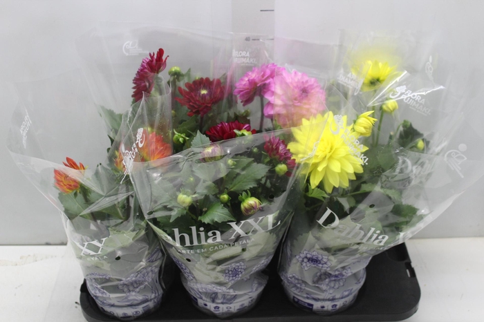<h4>DAHLIA XXL P15</h4>