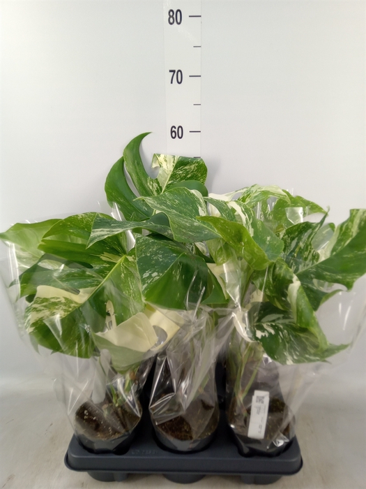 <h4>Monstera delic. 'Variegata'</h4>