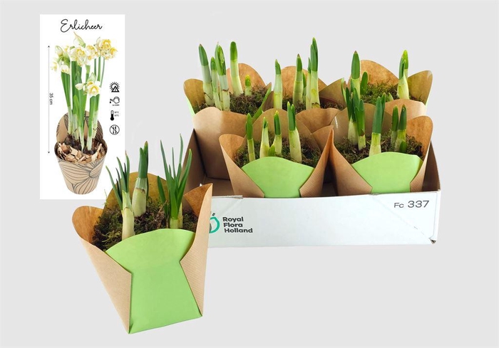 <h4>Arr. Narcissus</h4>